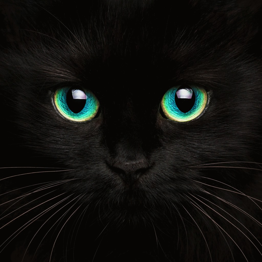 Brain Breaker Museau Mignon D Un Avatar De Chat Noir Ps4 Buy Online And Track Price History Ps Deals France