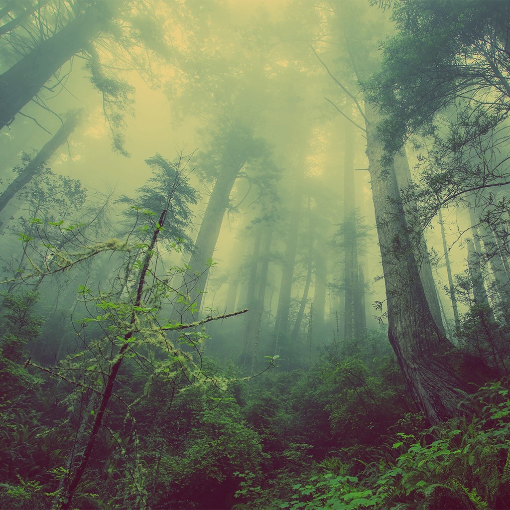 forest ps4 price