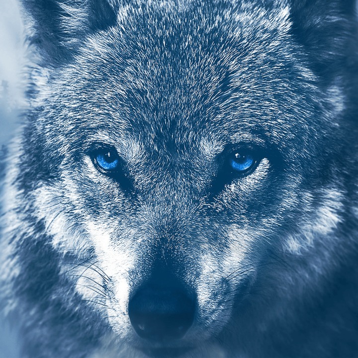 XPOSED - Blue-eyed Wolf Avatar PS4 — buy online and track price - PS ...