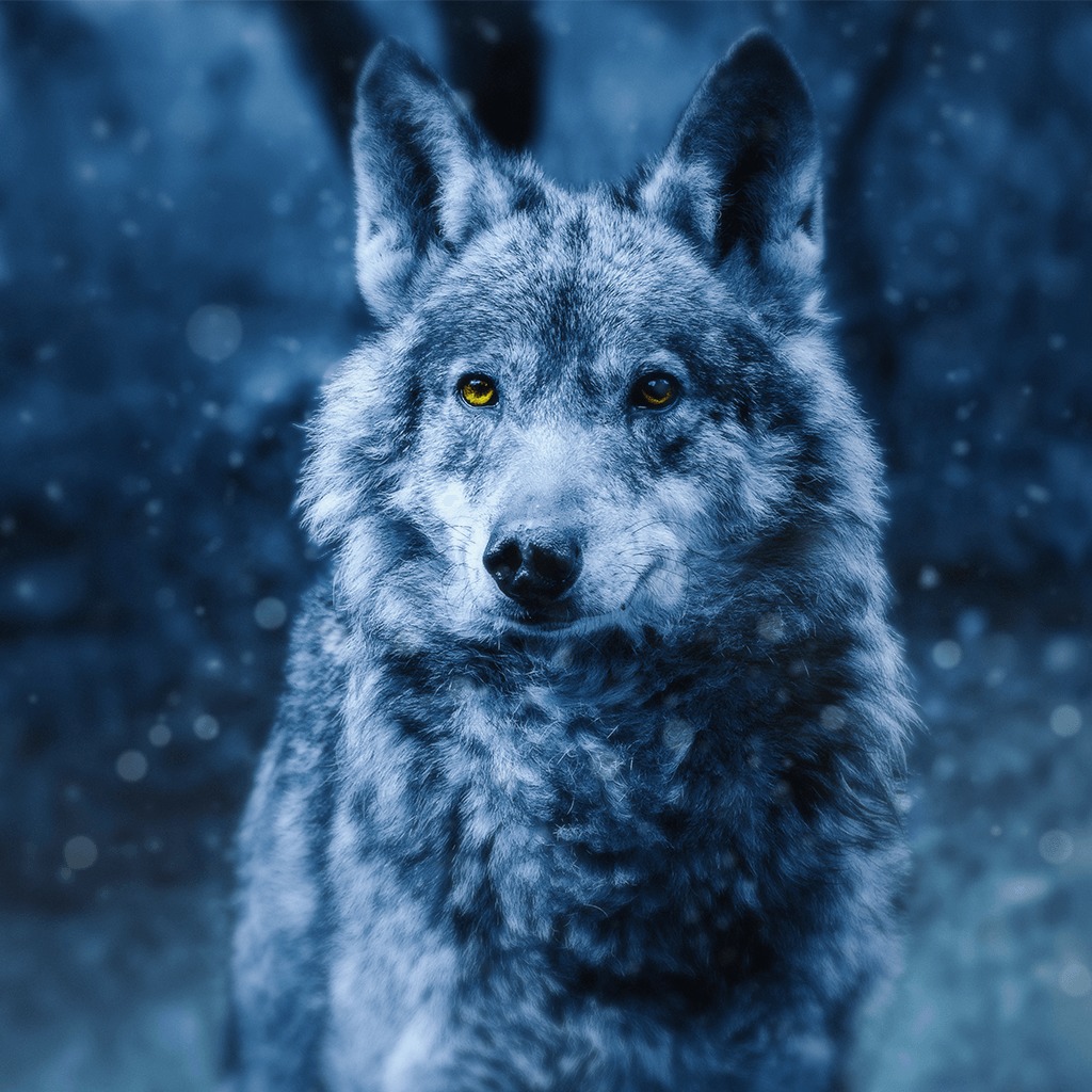 Grey Wolf Theme on PS4 | Official PlayStation™Store US