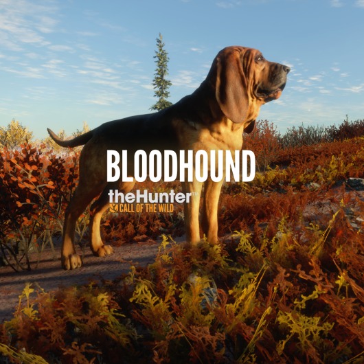 theHunter: Call of the Wild™ - Bloodhound for playstation